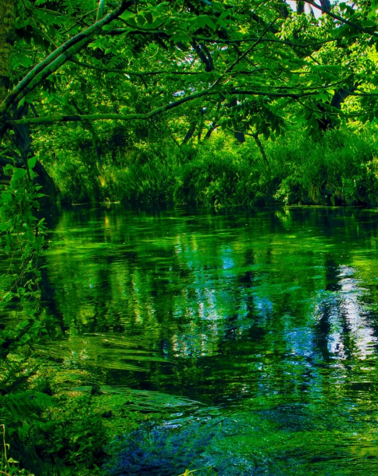 流木が結ぶ、まちと地球