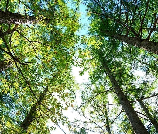 自然の力を未来のエネルギーへ