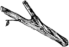 クロベのキセキ が生み出すもの