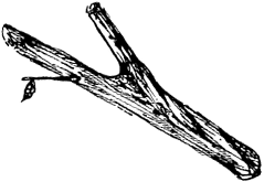 流木の引き上げから加工まで