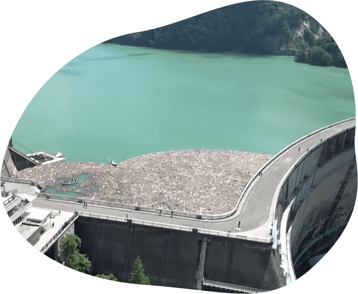 流木と発電の意外な関係